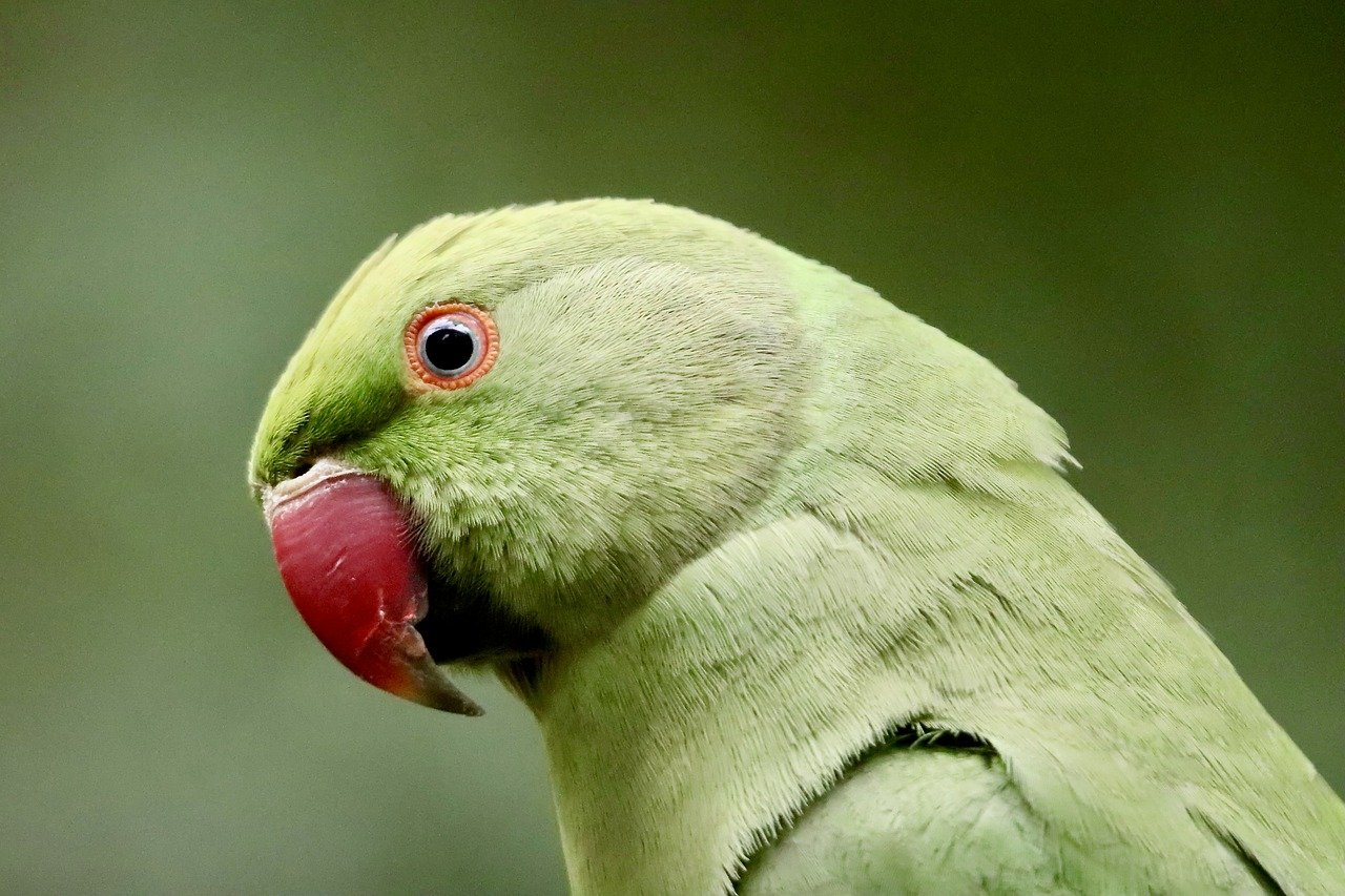 Alexander Skarsgård